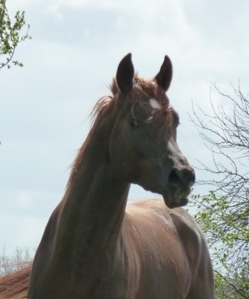 Photo de profil de sglamallepiboul