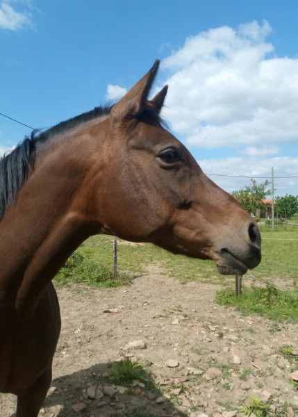 Photo de profil de shagya81