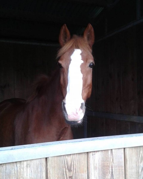 Photo de profil de shamhain