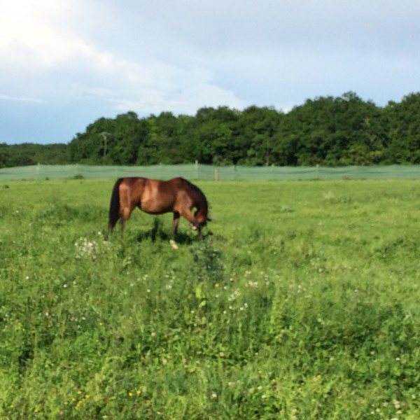 Photo de profil de siam86