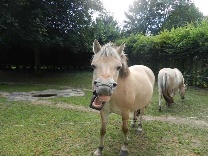Photo de profil de smessaert