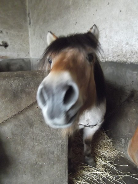 Photo de profil de speedy_horse