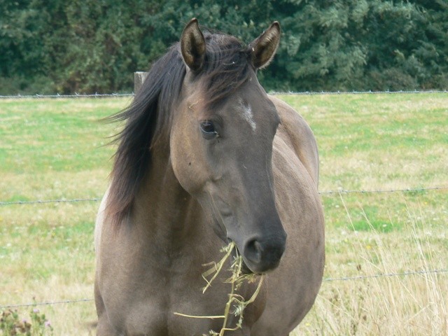 Photo de profil de stellahorse