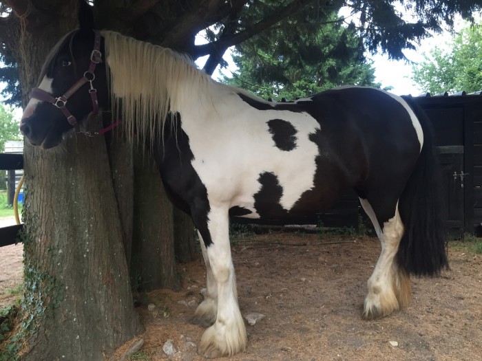 Photo de profil de tintin14