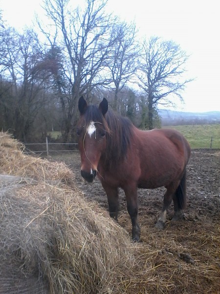 Photo de profil de triplegalopp