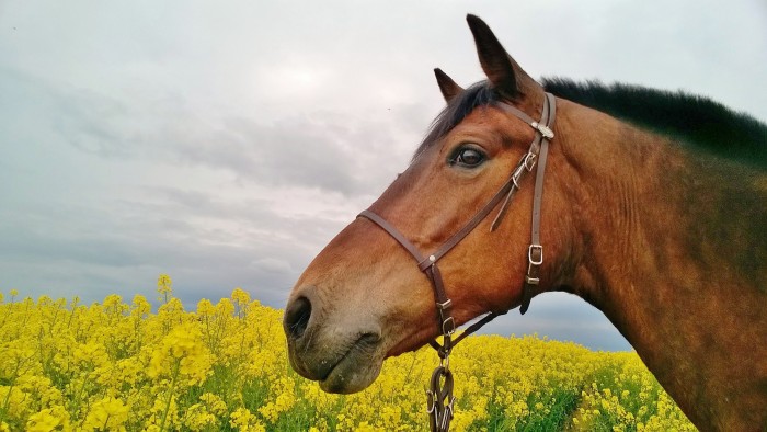 Photo de profil de umaelle