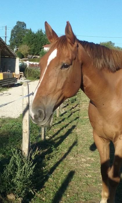 Photo de profil de vascojess