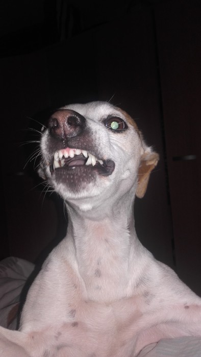 Photo de profil de zianlo