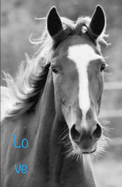 Photo de profil de alinechevaux