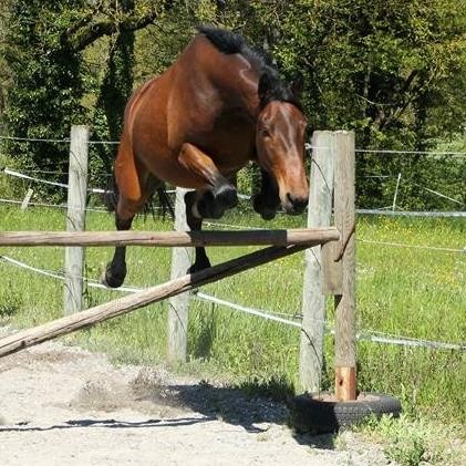 Photo de profil de alkaeoni