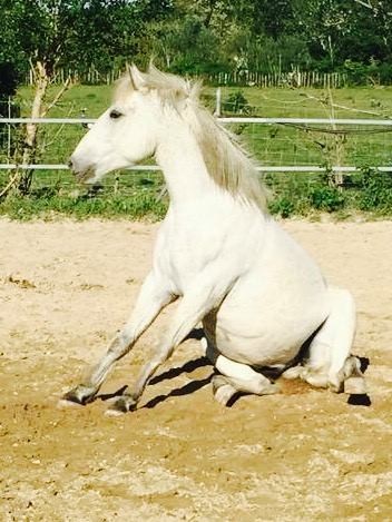 Photo de profil de amandinelamb