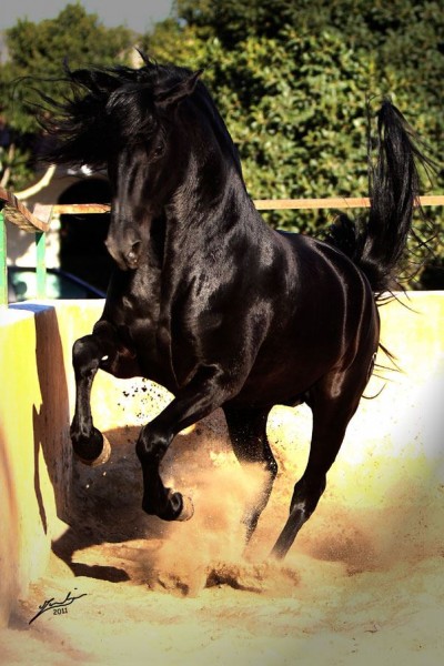 Photo de profil de amordepre