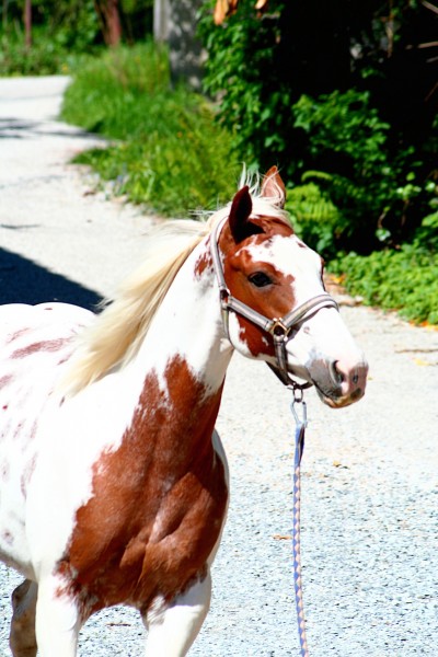 Photo de profil de anyroseofbreeze