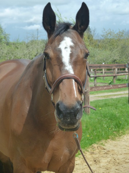 Photo de profil de appaloosa27