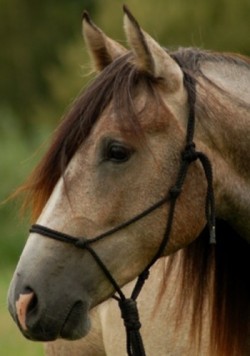 Photo de profil de applejack2001