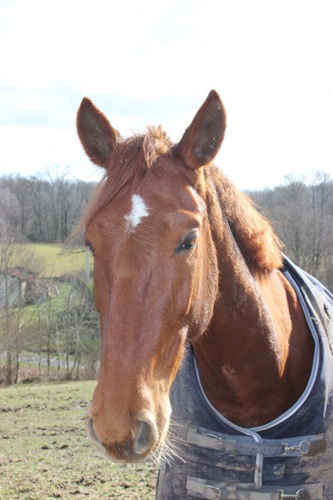 Photo de profil de aurcol