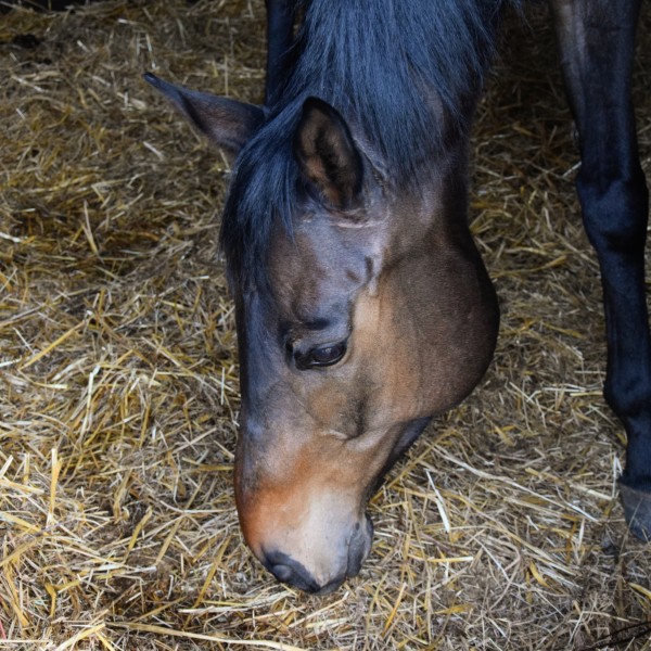 Photo de profil de auriane.brlt