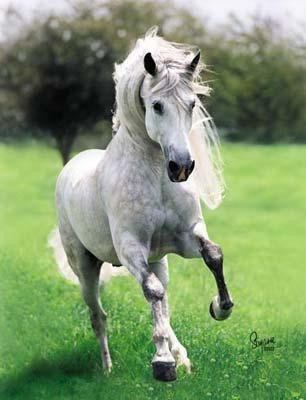 Photo de profil de beautifulhorse1