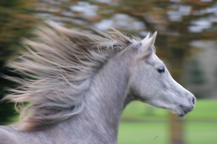 Photo de profil de belairarabians