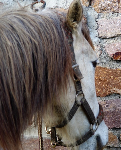 Photo de profil de bellerophon