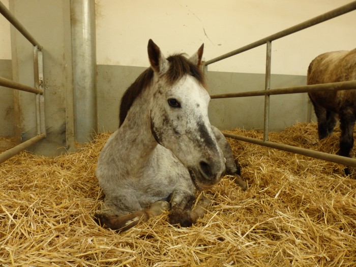 Photo de profil de capumikito