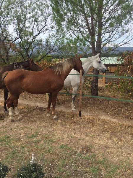 Photo de profil de caro_a_trets