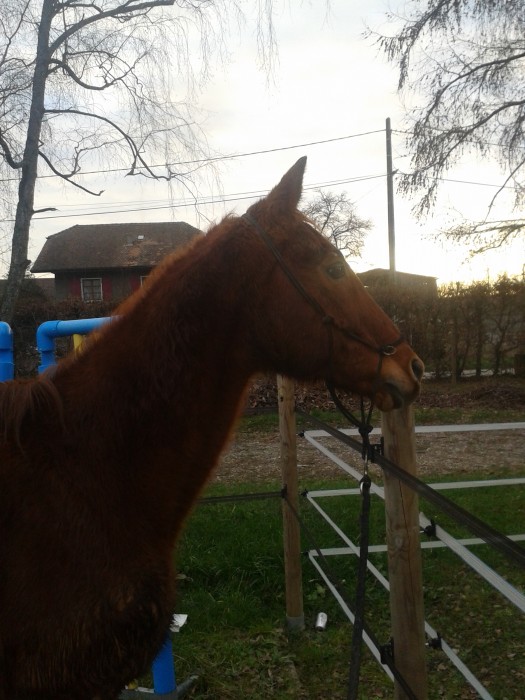 Photo de profil de cassecou74