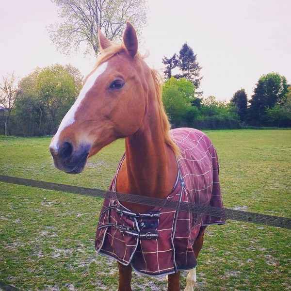 Photo de profil de cavalire_douce