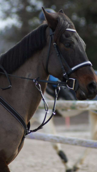 Photo de profil de cavaliregalop4