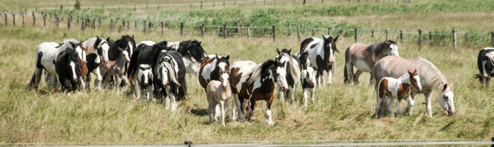 Photo de profil de celtic_horses