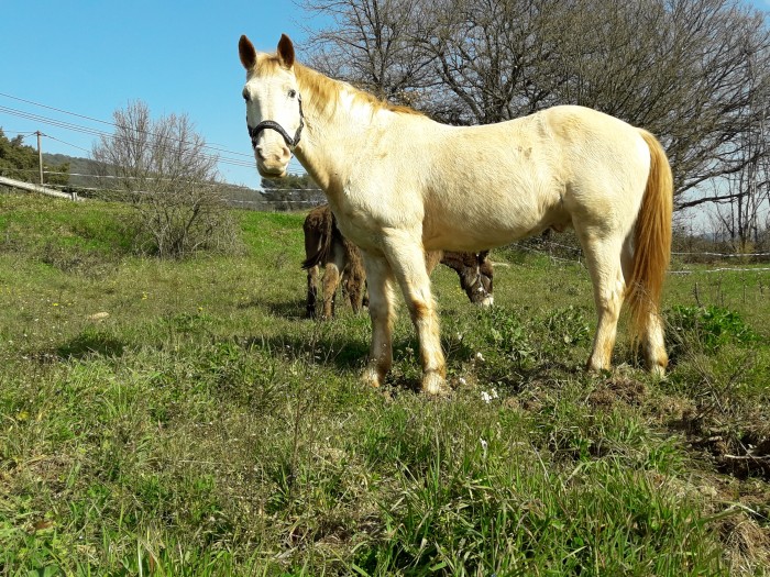 Photo de profil de chechedaisy