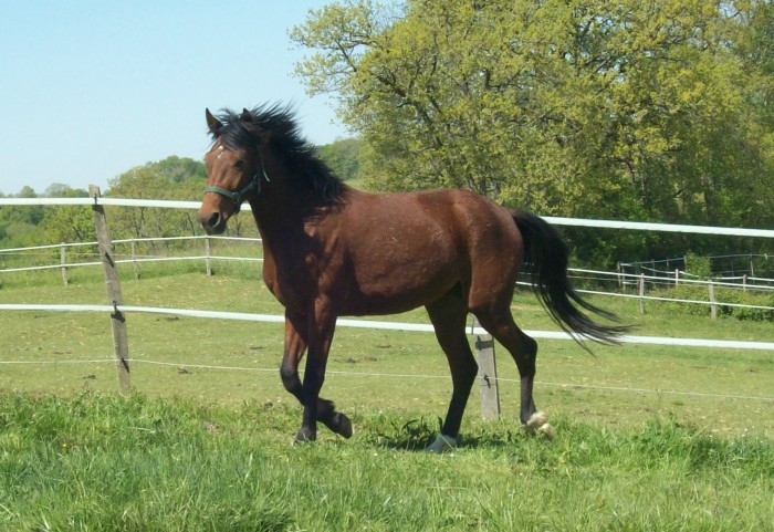 Photo de profil de chelebi