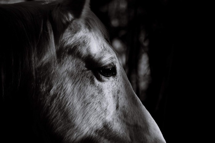 Photo de profil de chevalgris