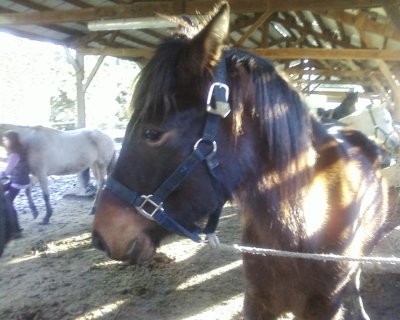 Photo de profil de chevaljetaime