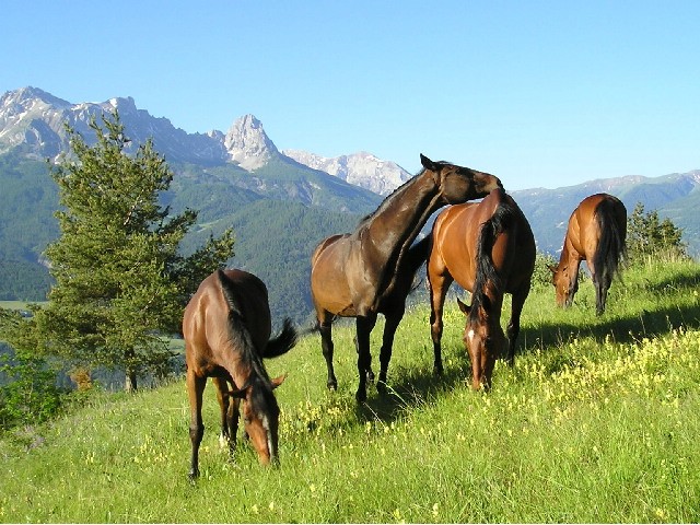Photo de profil de chevalubaye