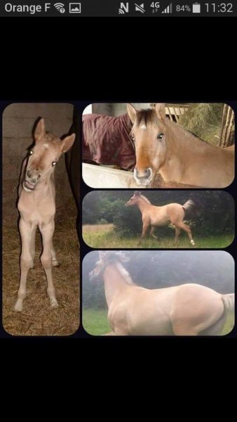 Photo de profil de chevaux.10