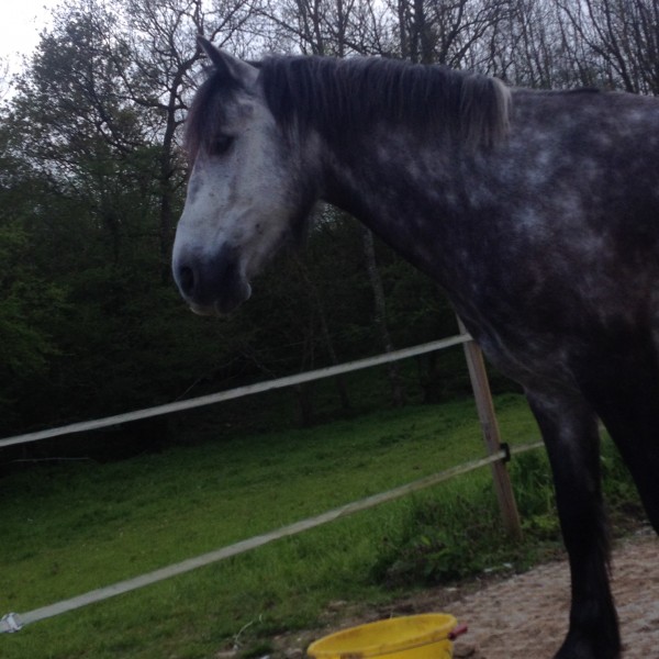 Photo de profil de clealucchesi