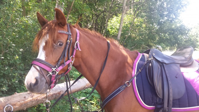 Photo de profil de cocobee