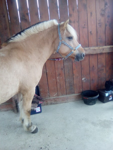 Photo de profil de dini