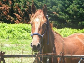 Photo de profil de ecurieheleneftc