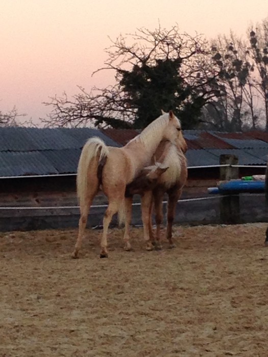 Photo de profil de ecurieslumes