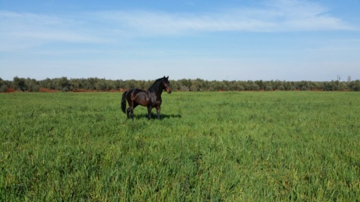 Photo de profil de elchevalauva