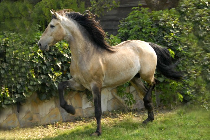 Photo de profil de eno.horse