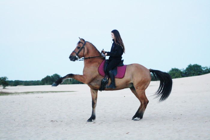 Photo de profil de equestrian85