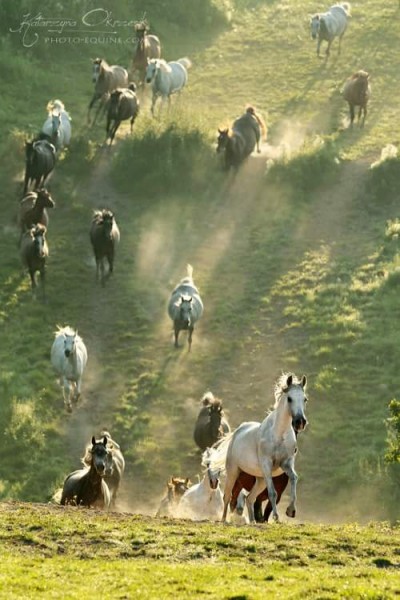 Photo de profil de equi74