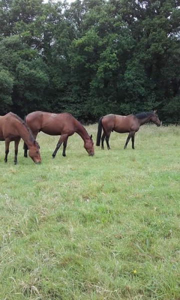 Photo de profil de equidaction