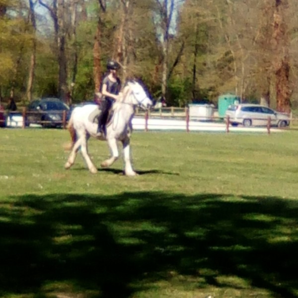 Photo de profil de fanta.horse