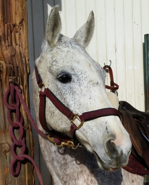 Photo de profil de greypolopony