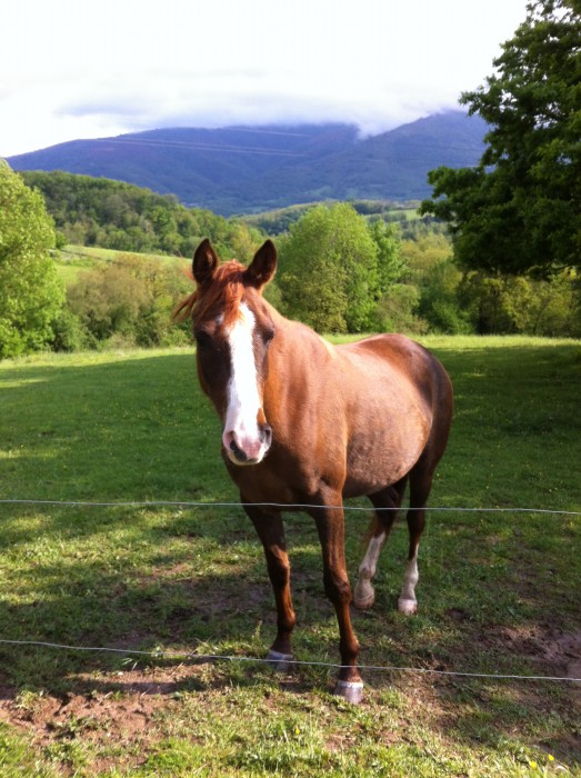 Photo de profil de hafsa