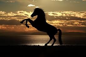Photo de profil de horse291